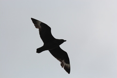 Stercorarius skua