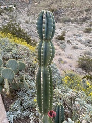 Trichocereus macrogonus