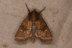 Pseudorthodes
