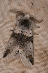 Furcula scolopendrina