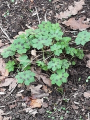 Geranium phaeum
