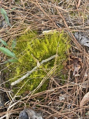 Physcomitrium pyriforme