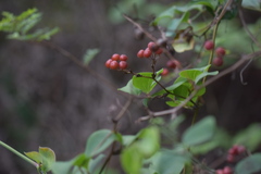 Smilax china