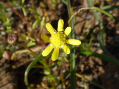 Blennosperma nanum