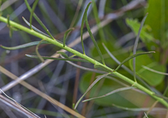 Euphorbia polyphylla