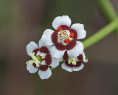 Euphorbia polyphylla