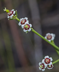 Euphorbia polyphylla