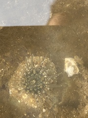 Anthopleura dixoniana