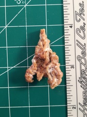 Petaloconchus varians