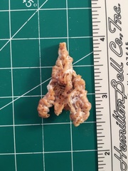 Petaloconchus varians