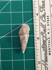 Cerithium atratum