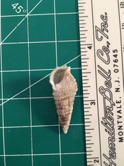 Cerithium atratum