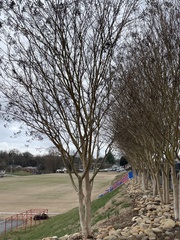 Lagerstroemia indica