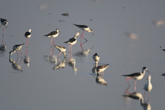 Himantopus himantopus