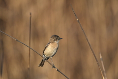 Saxicola maurus