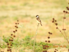 Saxicola stejnegeri