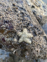 Aquilonastra