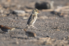 Ploceus philippinus