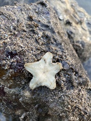 Aquilonastra