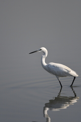 Egretta garzetta