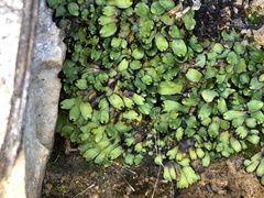 Targionia hypophylla