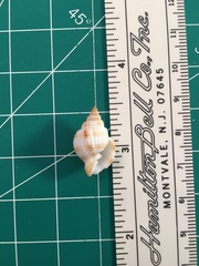 Cancellaria reticulata