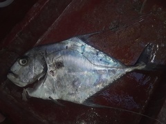 Caranginae