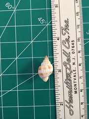 Cancellaria reticulata