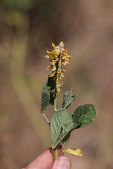 Crotalaria