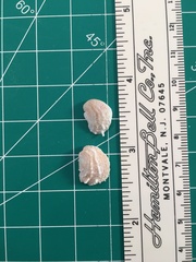 Bostrycapulus aculeatus