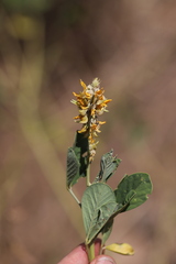 Crotalaria