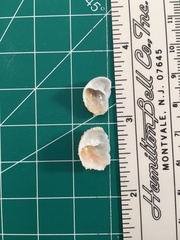 Bostrycapulus aculeatus