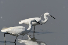 Egretta garzetta