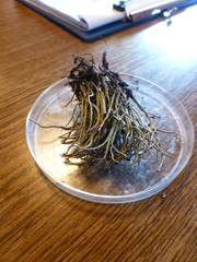 Cladonia macroceras