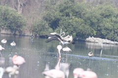 Phoenicopterus roseus