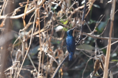 Cinnyris asiaticus