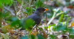 Turdus aurantius