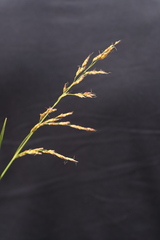 Sorghum arundinaceum