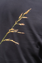 Sorghum arundinaceum