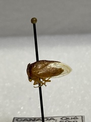 Stictocephala tauriniformis