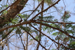 Senegalia polyacantha