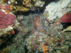 Scorpaenodes steenei