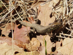 Algyroides moreoticus