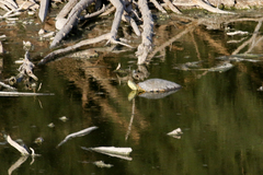 Trachemys hartwegi