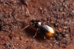 Mioptachys flavicauda