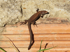 Algyroides moreoticus