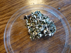 Cladonia symphycarpa