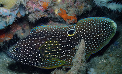 Calloplesiops altivelis