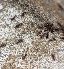 Dolichoderus thoracicus