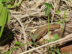 Algyroides moreoticus